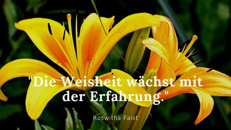 Die Weisheit wächst mit der Erfahrung. frühlingsblumen